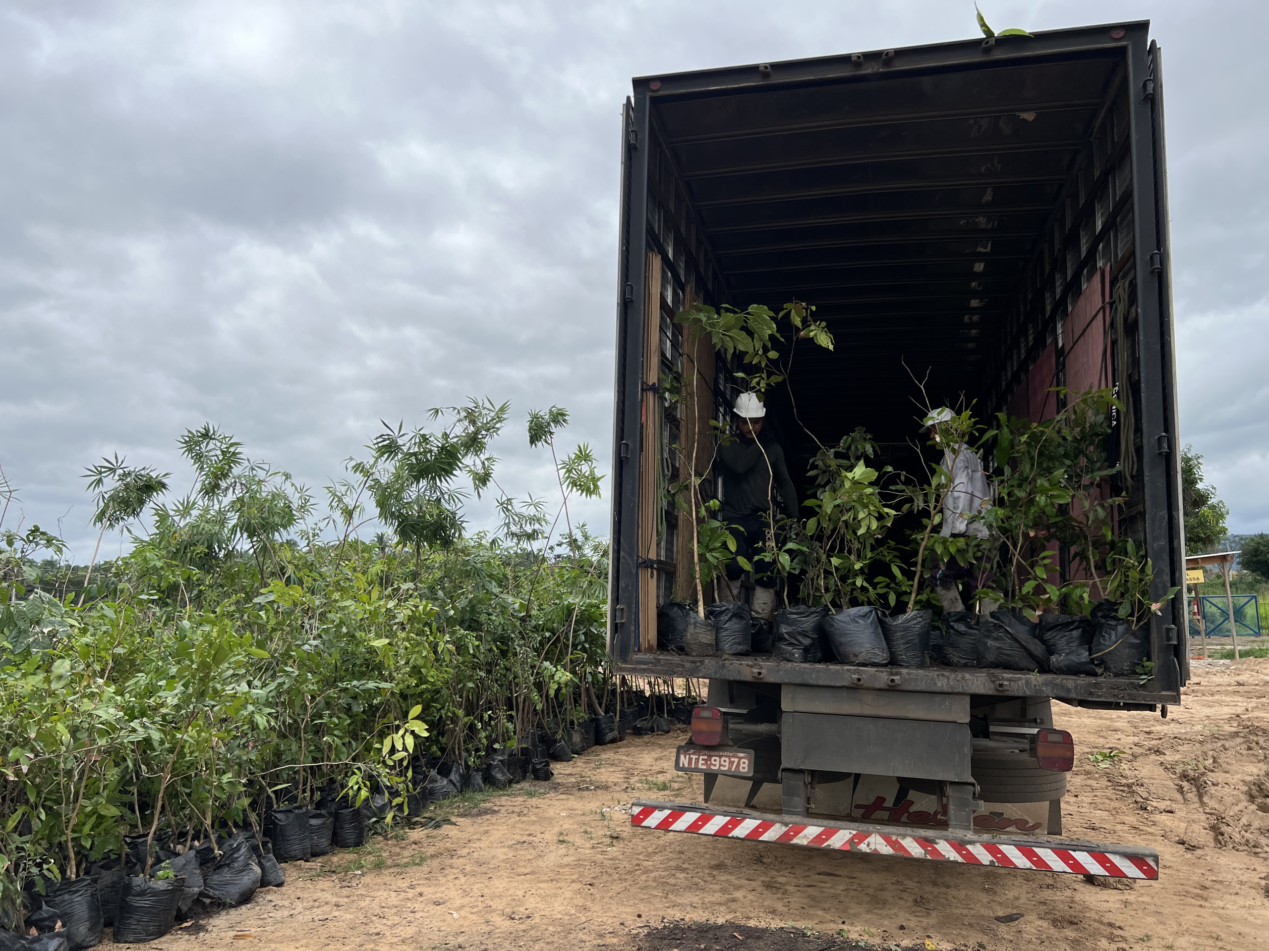 Mais árvores e menos óleo na natureza: Ambiental Crato amplia ações de preservação da biodiversidade com práticas de sustentabilidade
